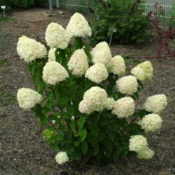 Hydrangea, panicle Limelight